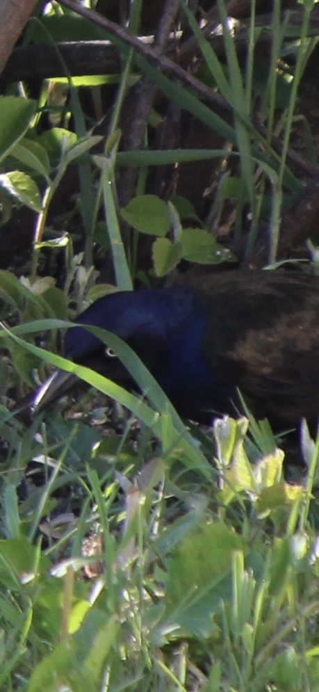 Common Grackle - ML620691631