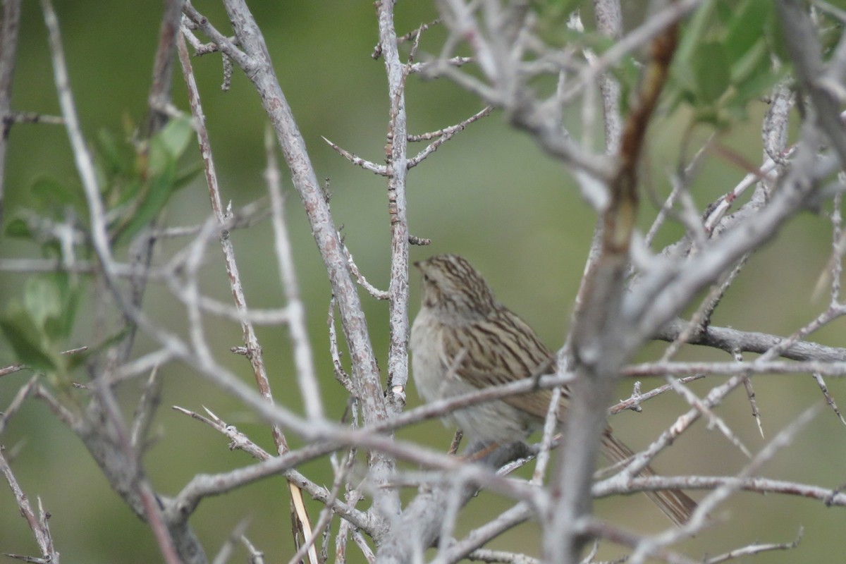 Brewer's Sparrow - ML620691632