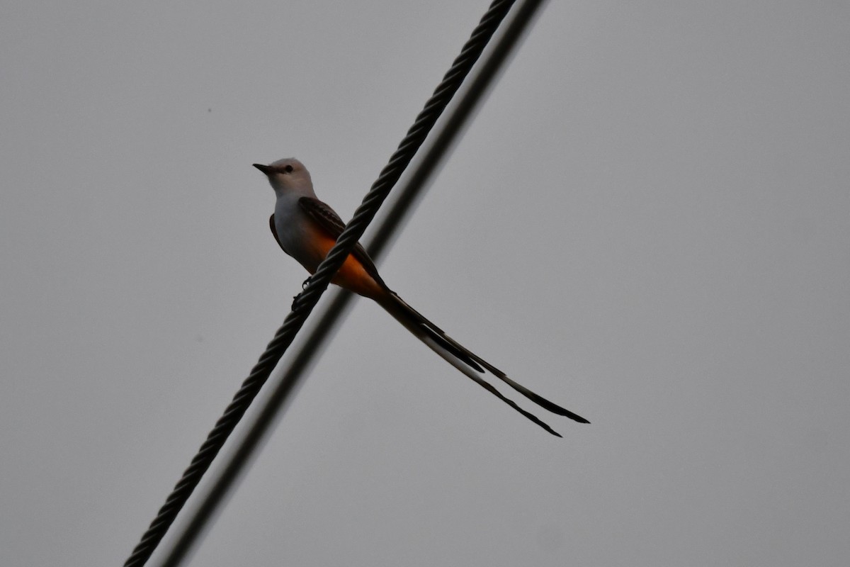 Scissor-tailed Flycatcher - Carmen Ricer