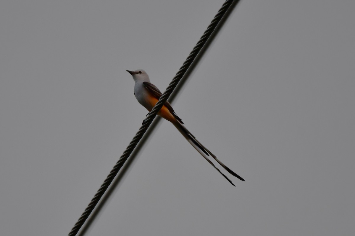 Scissor-tailed Flycatcher - Carmen Ricer