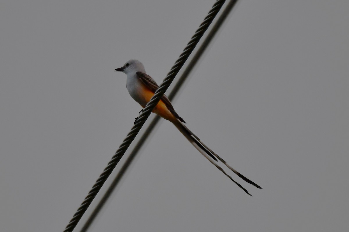 Scissor-tailed Flycatcher - ML620691637