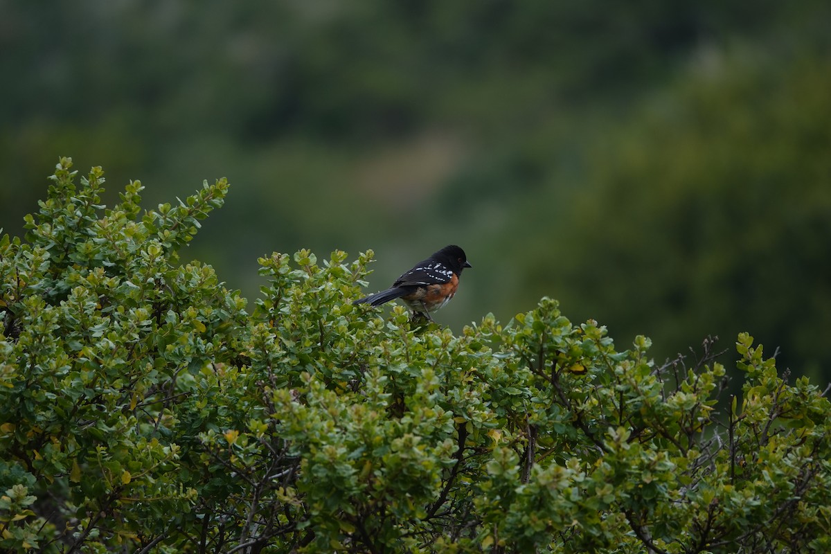 Spotted Towhee - ML620691639