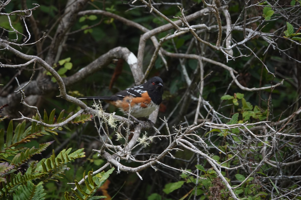 Spotted Towhee - ML620691640