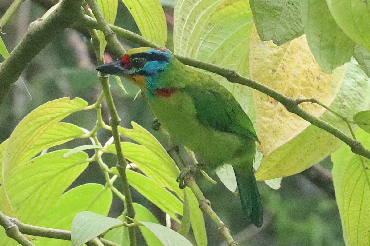 Kara Kaşlı Barbet - ML620691642