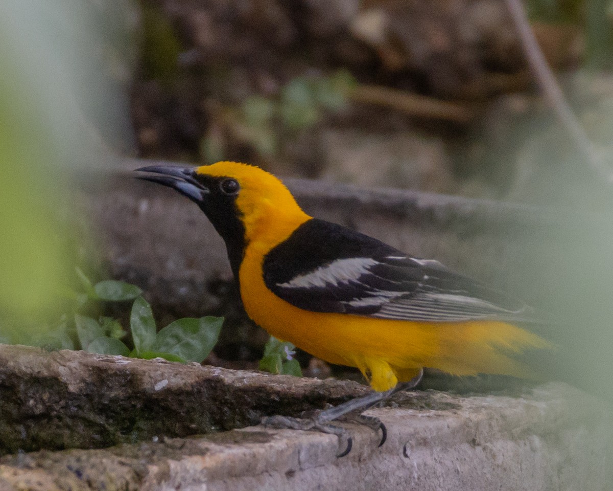 Hooded Oriole - ML620691643