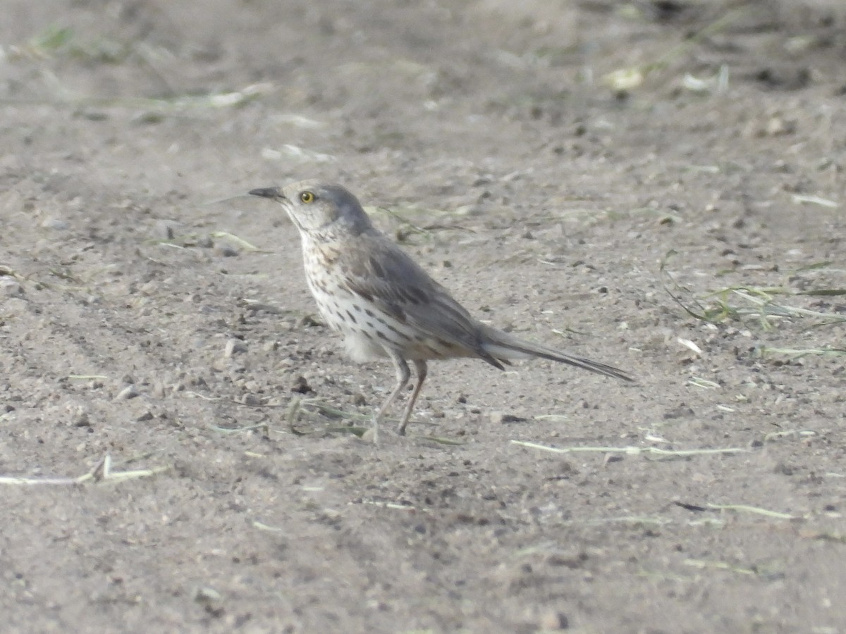 Sage Thrasher - ML620691644