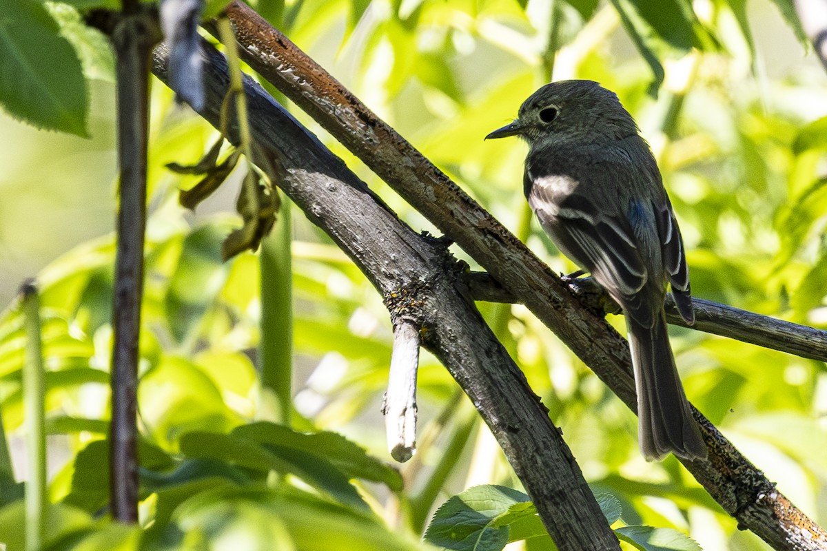 Dusky Flycatcher - ML620691646