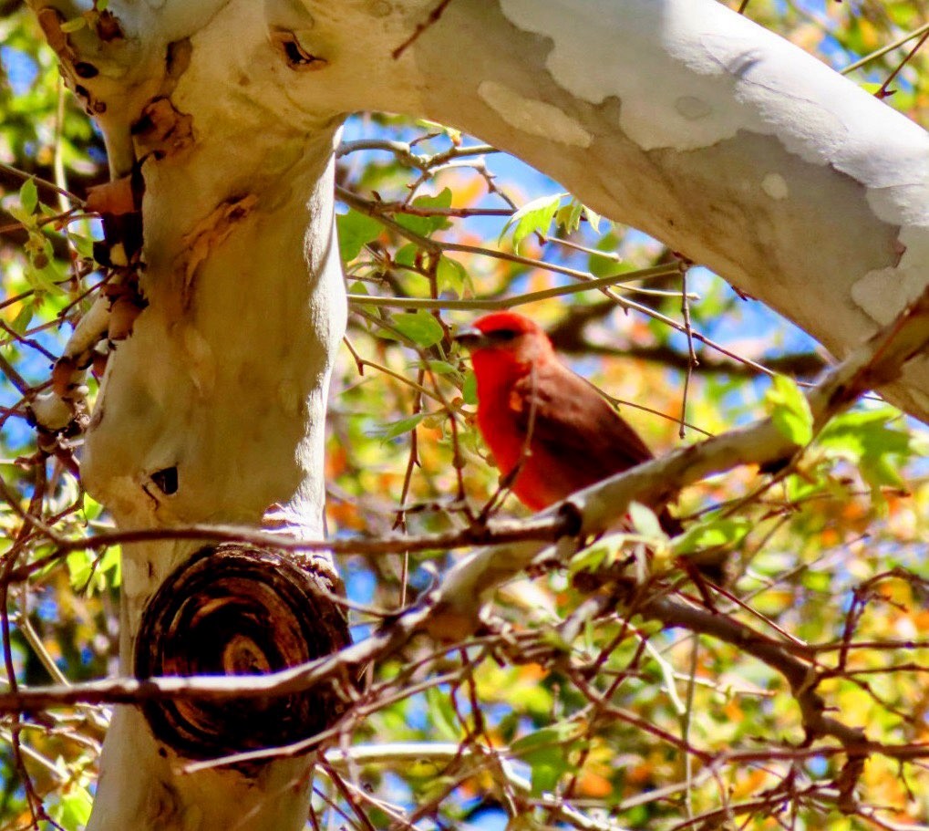 Hepatic Tanager - Lani Sherman