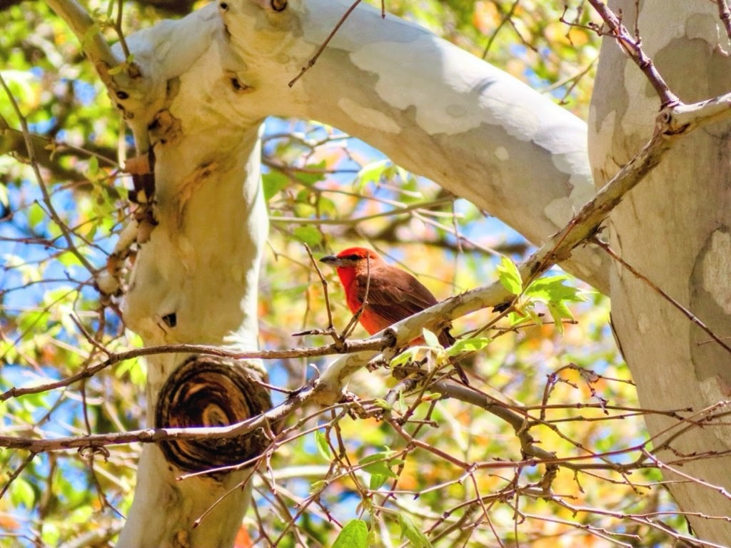 Hepatic Tanager - ML620691648