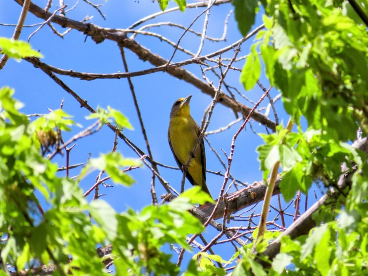 Hepatic Tanager - Lani Sherman