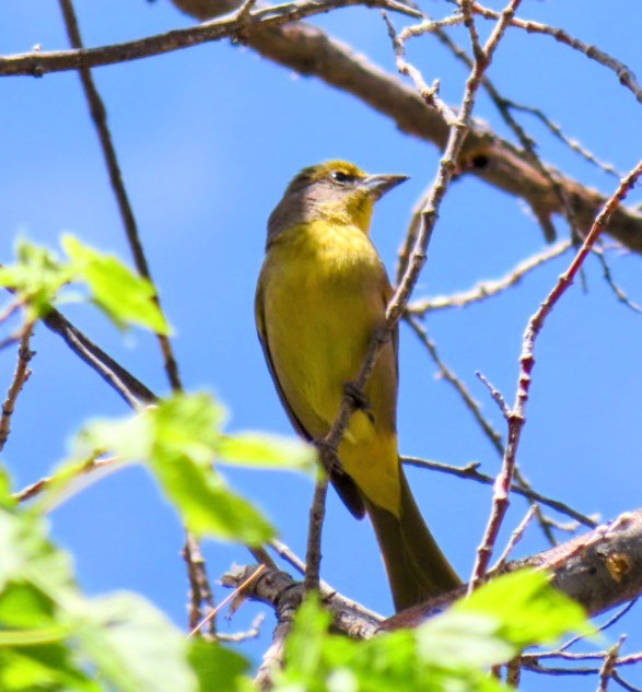 Hepatic Tanager - ML620691650