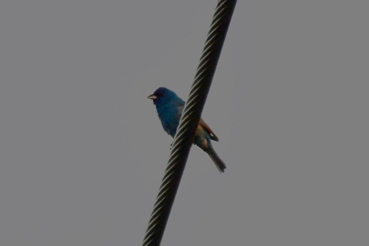 Indigo Bunting - ML620691652