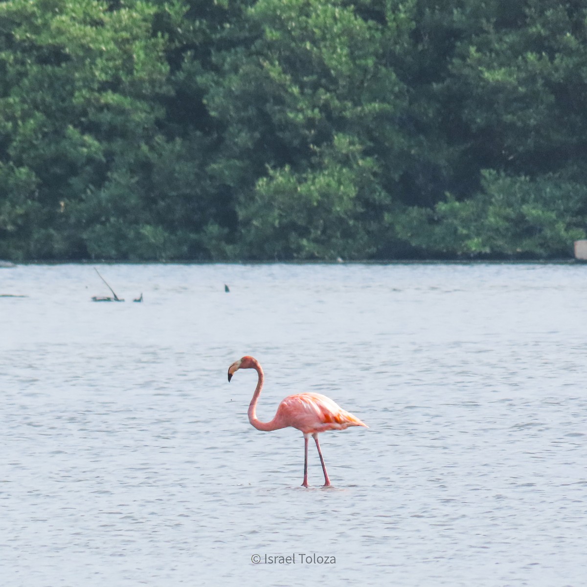 American Flamingo - ML620691655