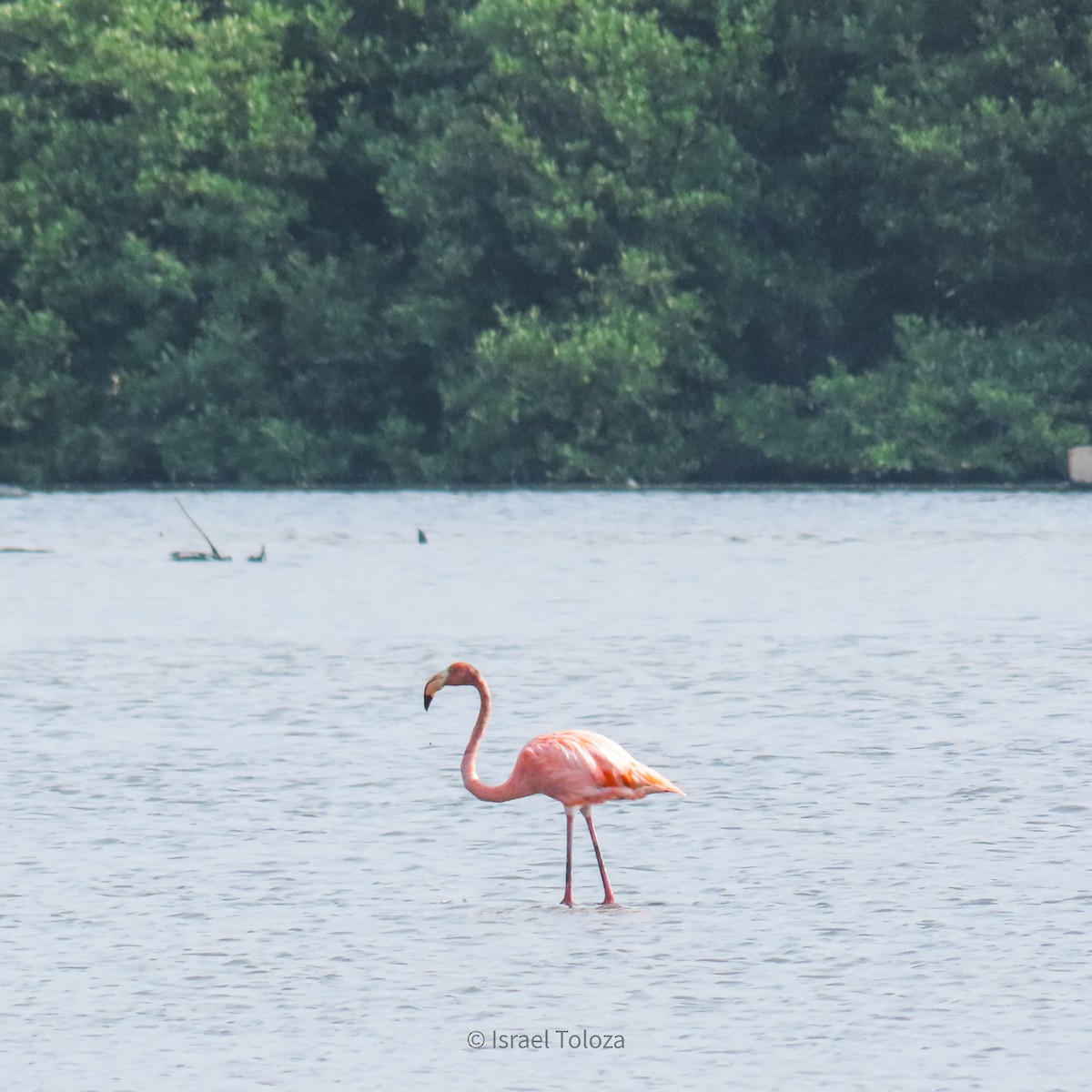 Flamant des Caraïbes - ML620691655