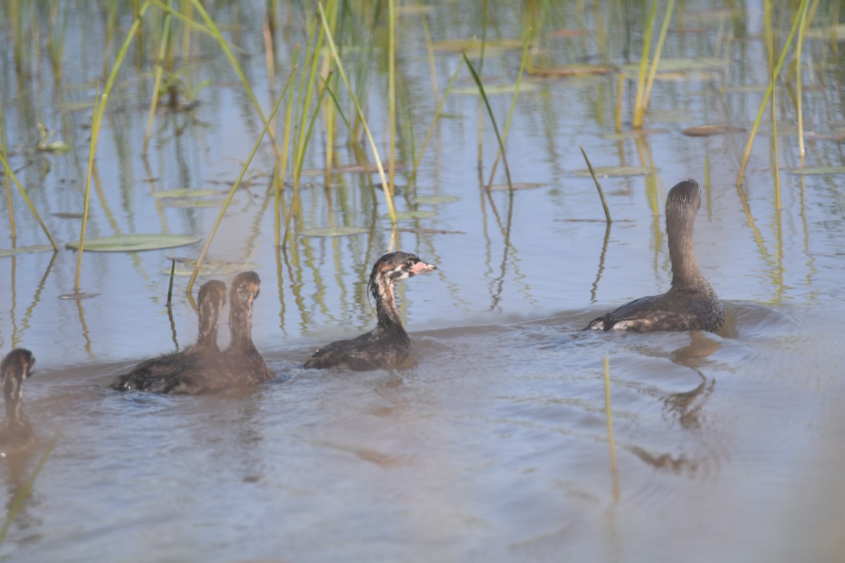 Pied-billed Grebe - ML620691659