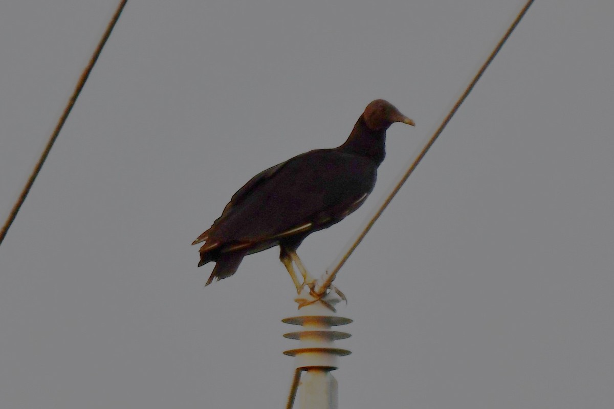 Black Vulture - ML620691661