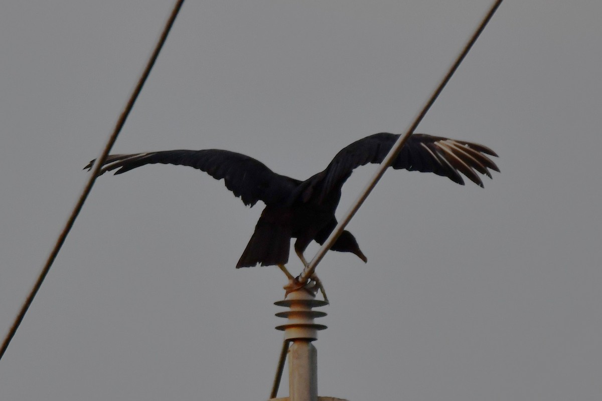 Black Vulture - ML620691663