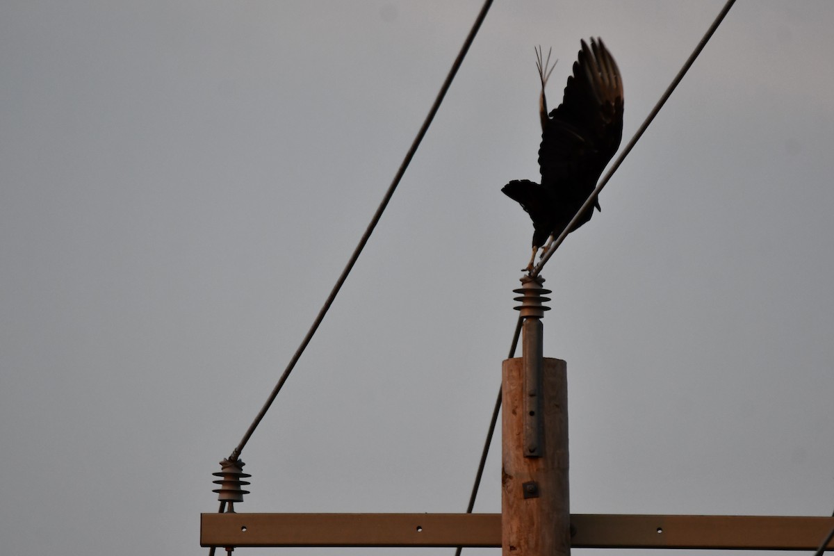 Black Vulture - ML620691665