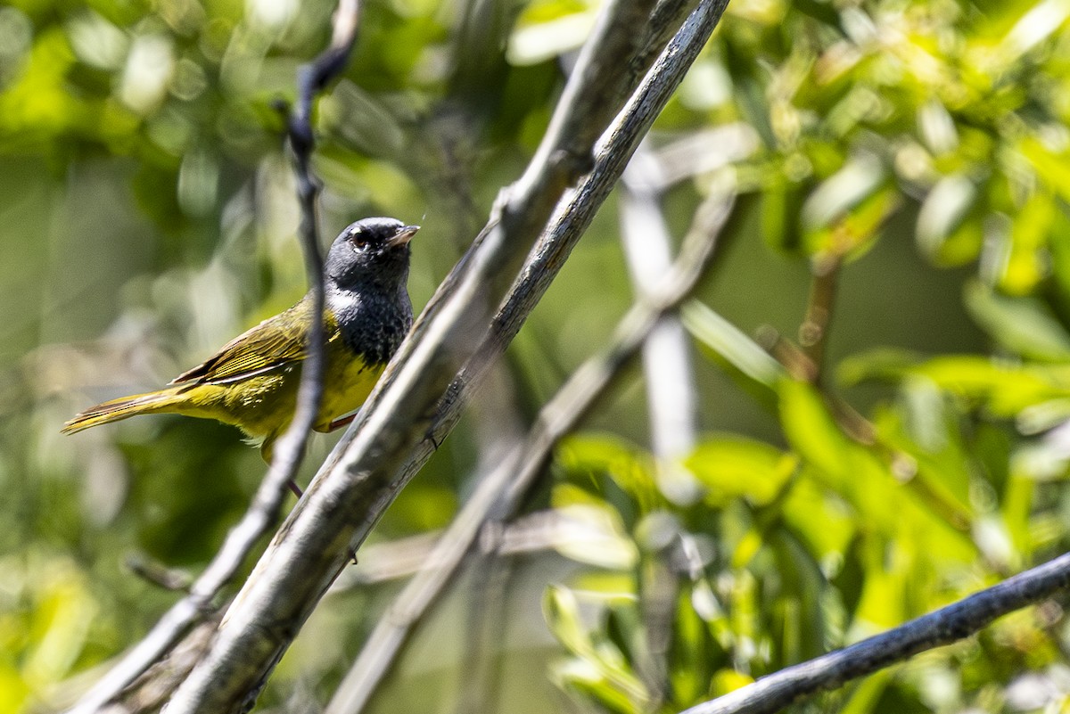 MacGillivray's Warbler - ML620691666