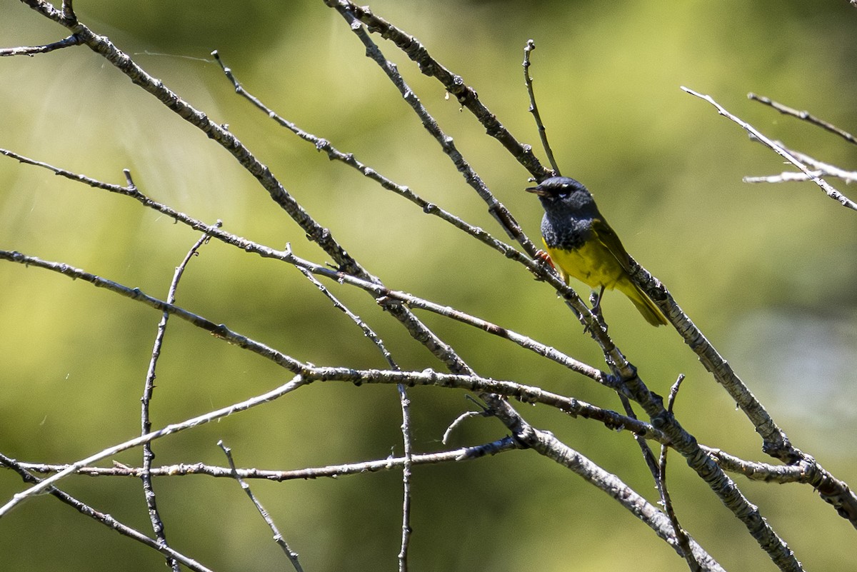 MacGillivray's Warbler - ML620691668