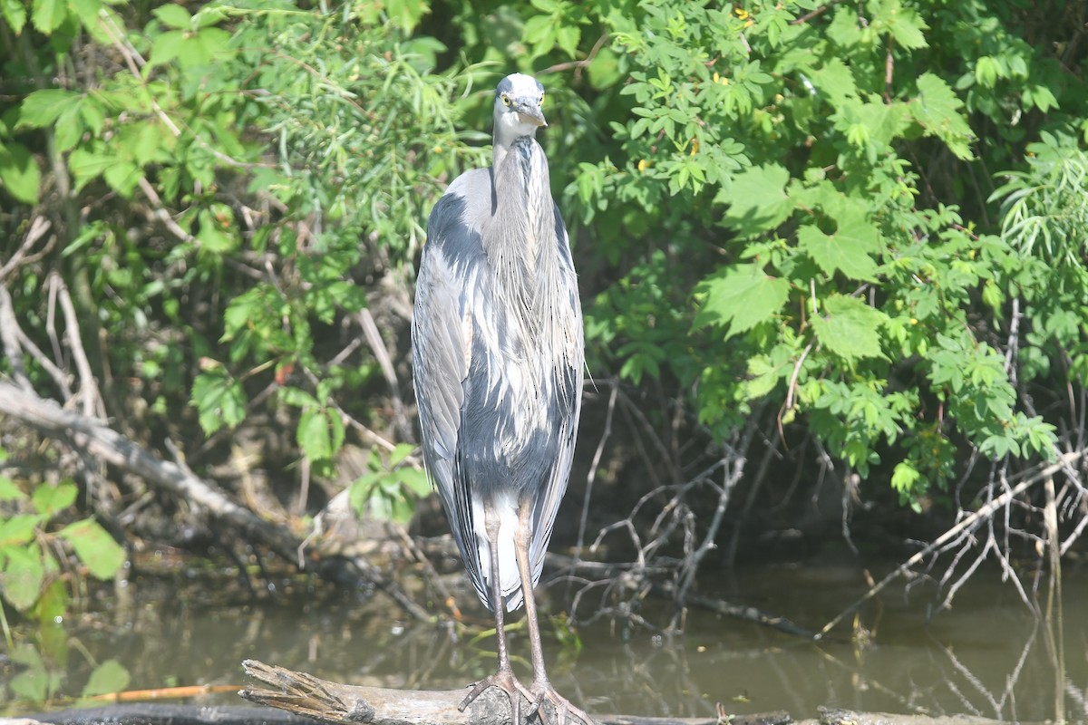 Great Blue Heron - ML620691670