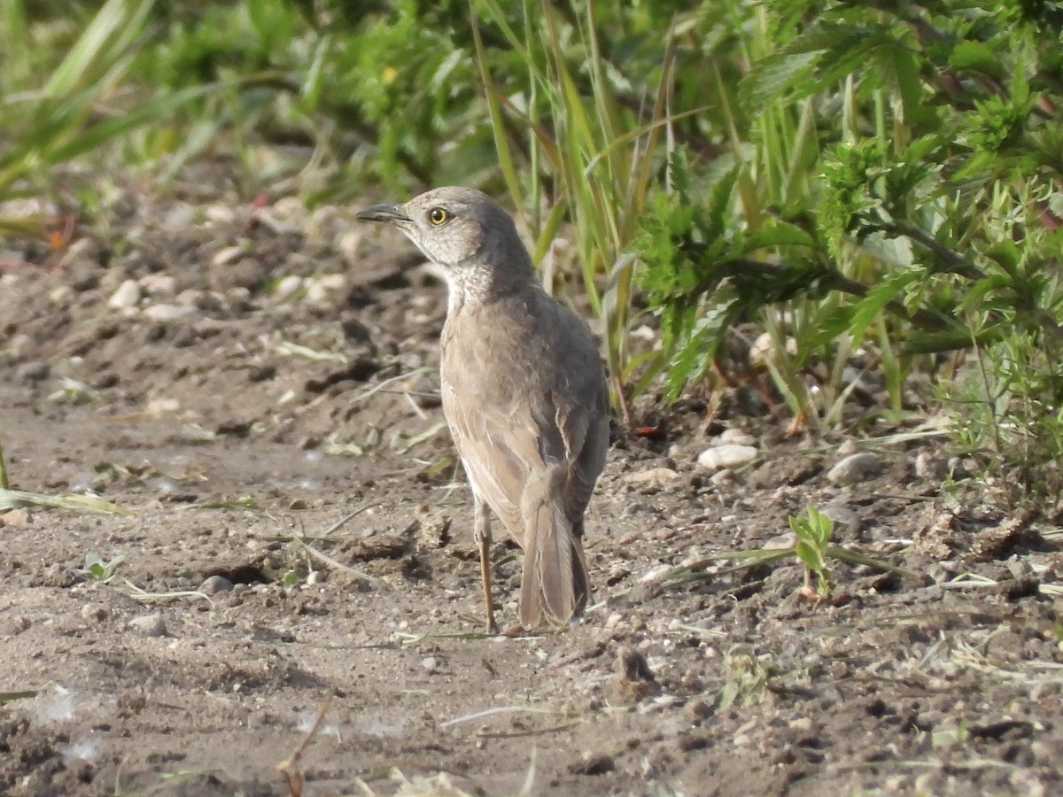 ウタイマネシツグミ - ML620691671