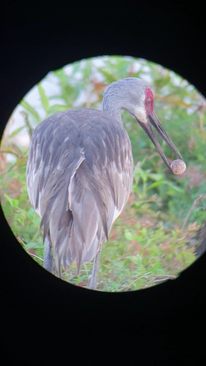 Sandhill Crane - Brandon Hoyt