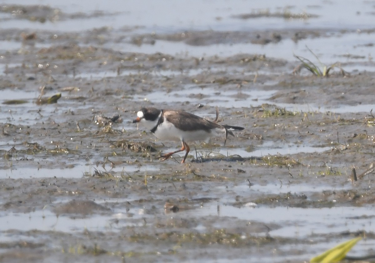 Semipalmated Plover - ML620691675