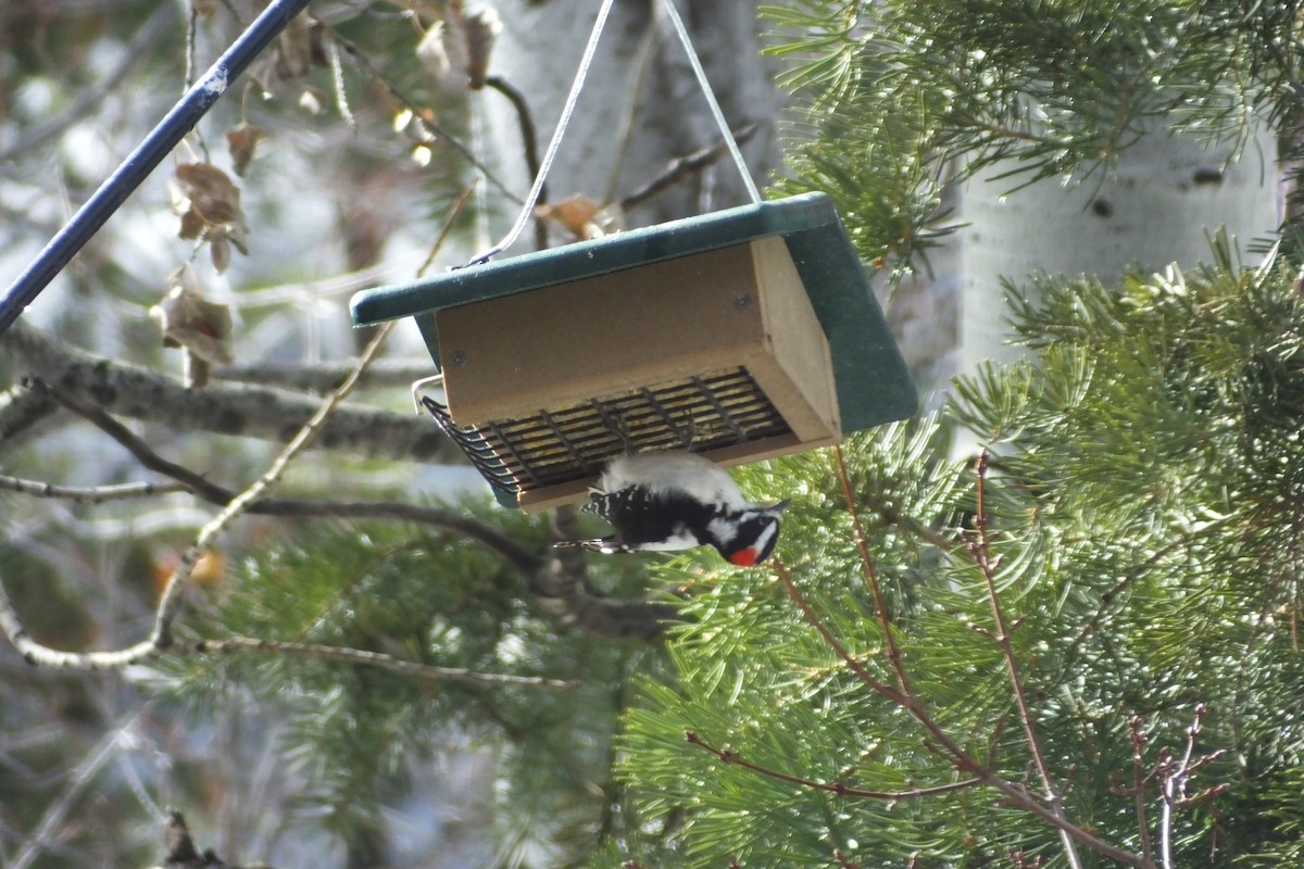 Downy Woodpecker - ML620691676