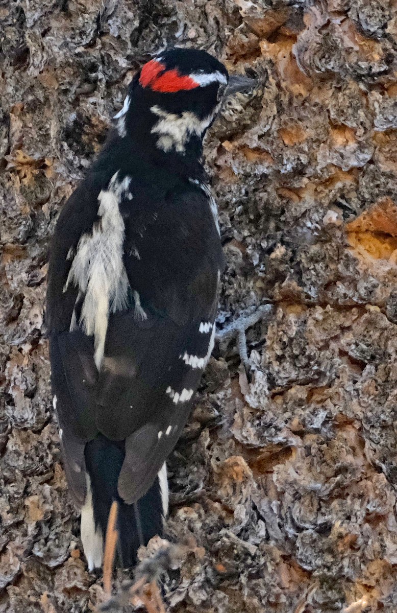 Hairy Woodpecker - ML620691680