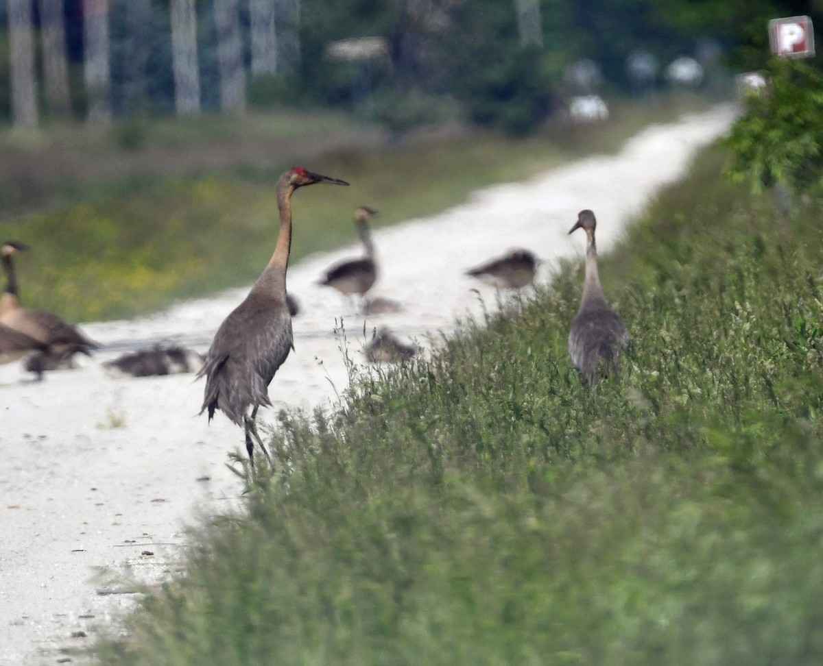 Sandhill Crane - ML620691683