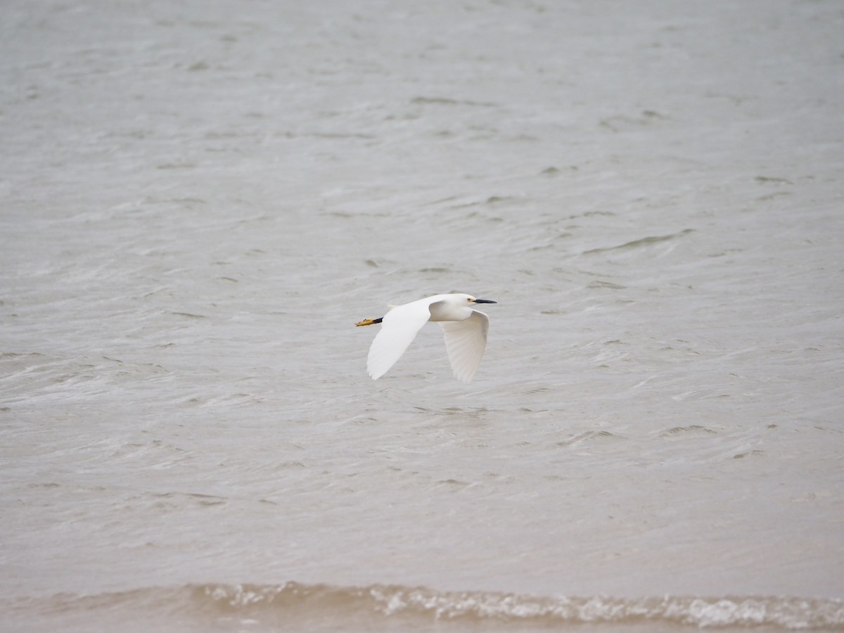 Snowy Egret - ML620691686