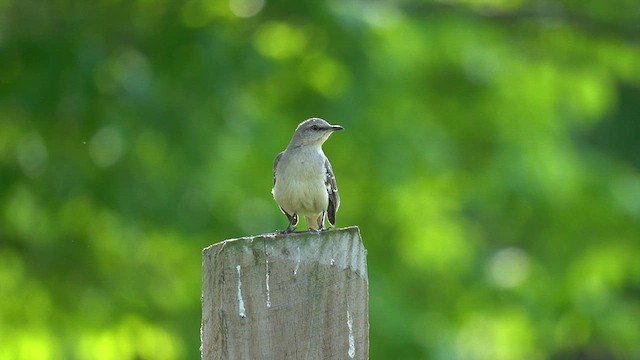 Northern Mockingbird - ML620691688