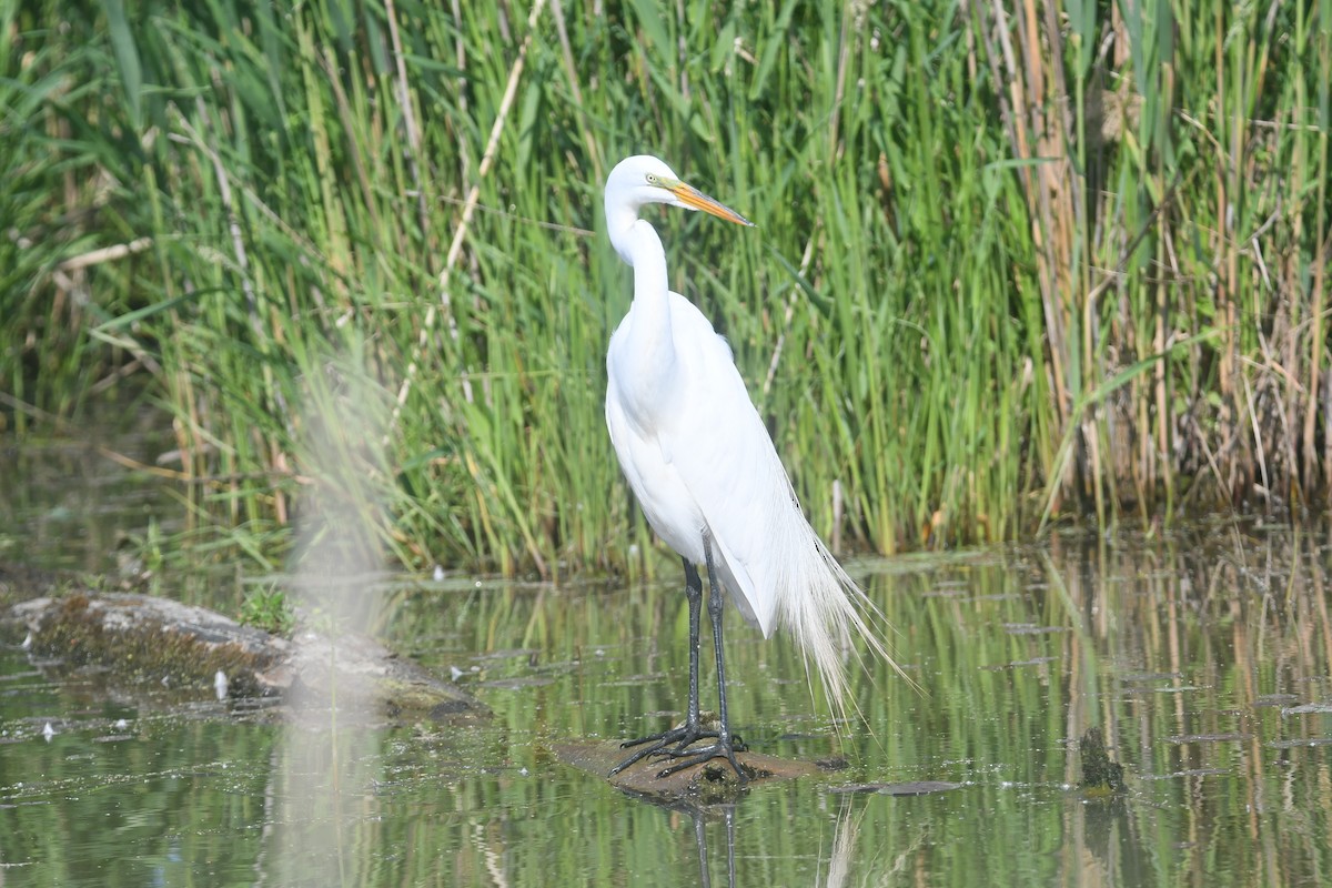 Great Egret - Brian Johnson