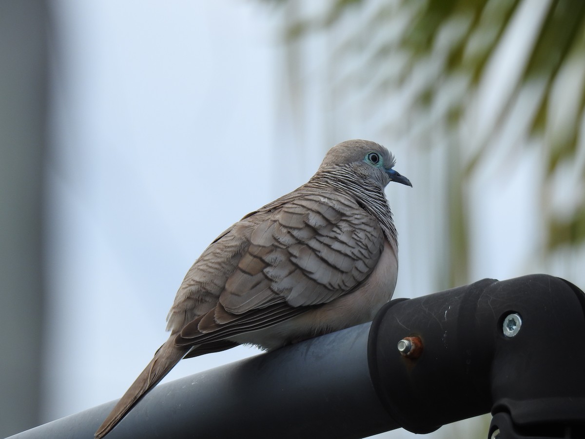 Peaceful Dove - ML620691691