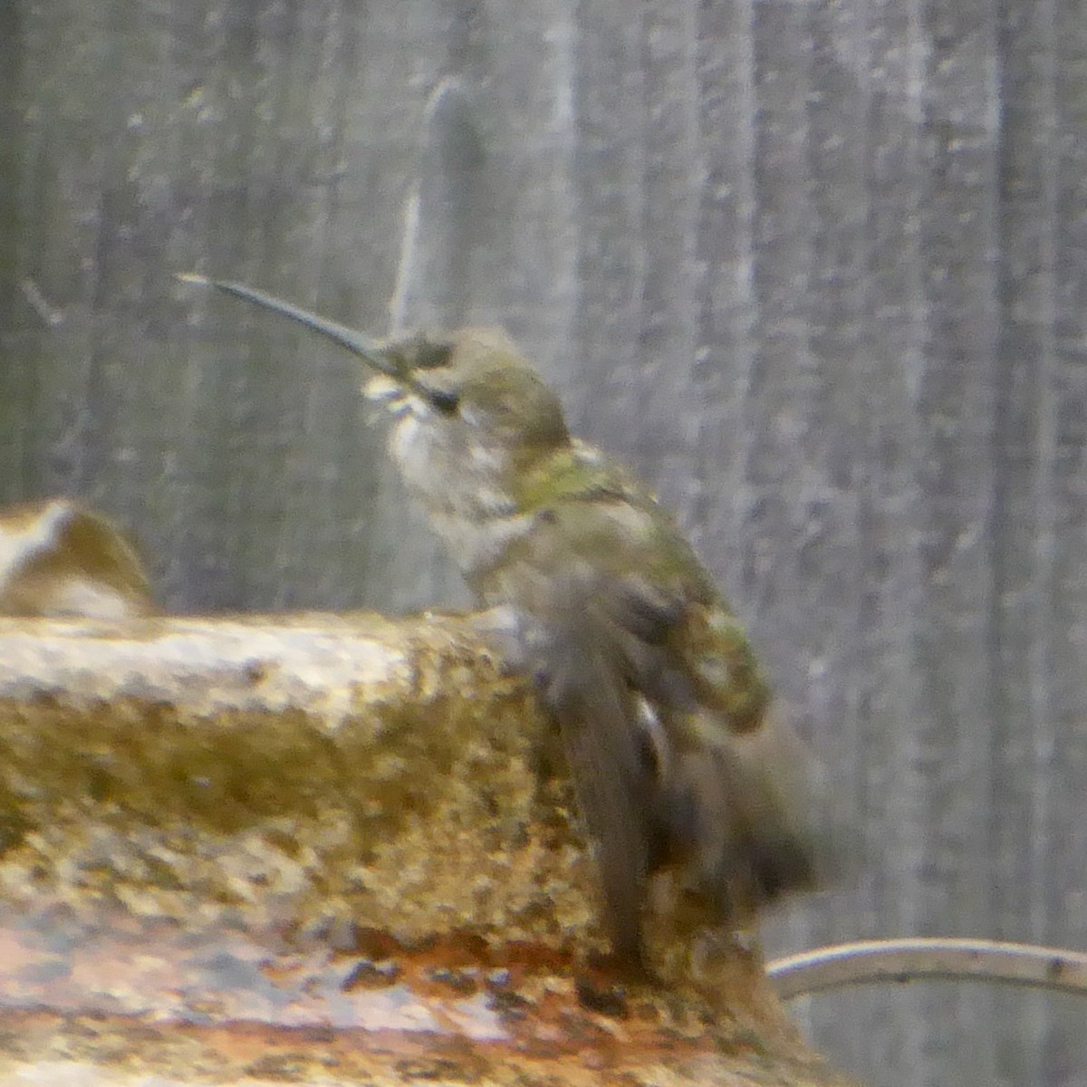 Anna's Hummingbird - ML620691692