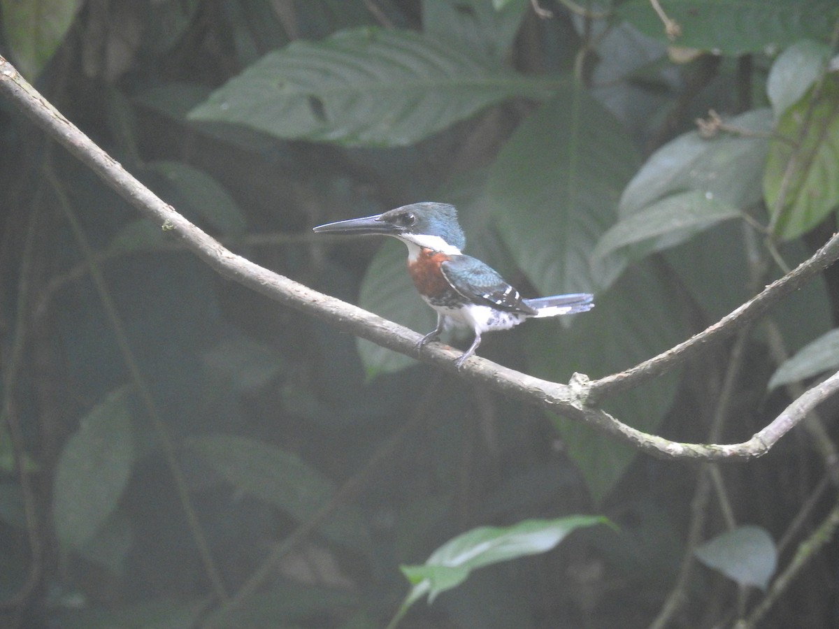 Green Kingfisher - ML620691696