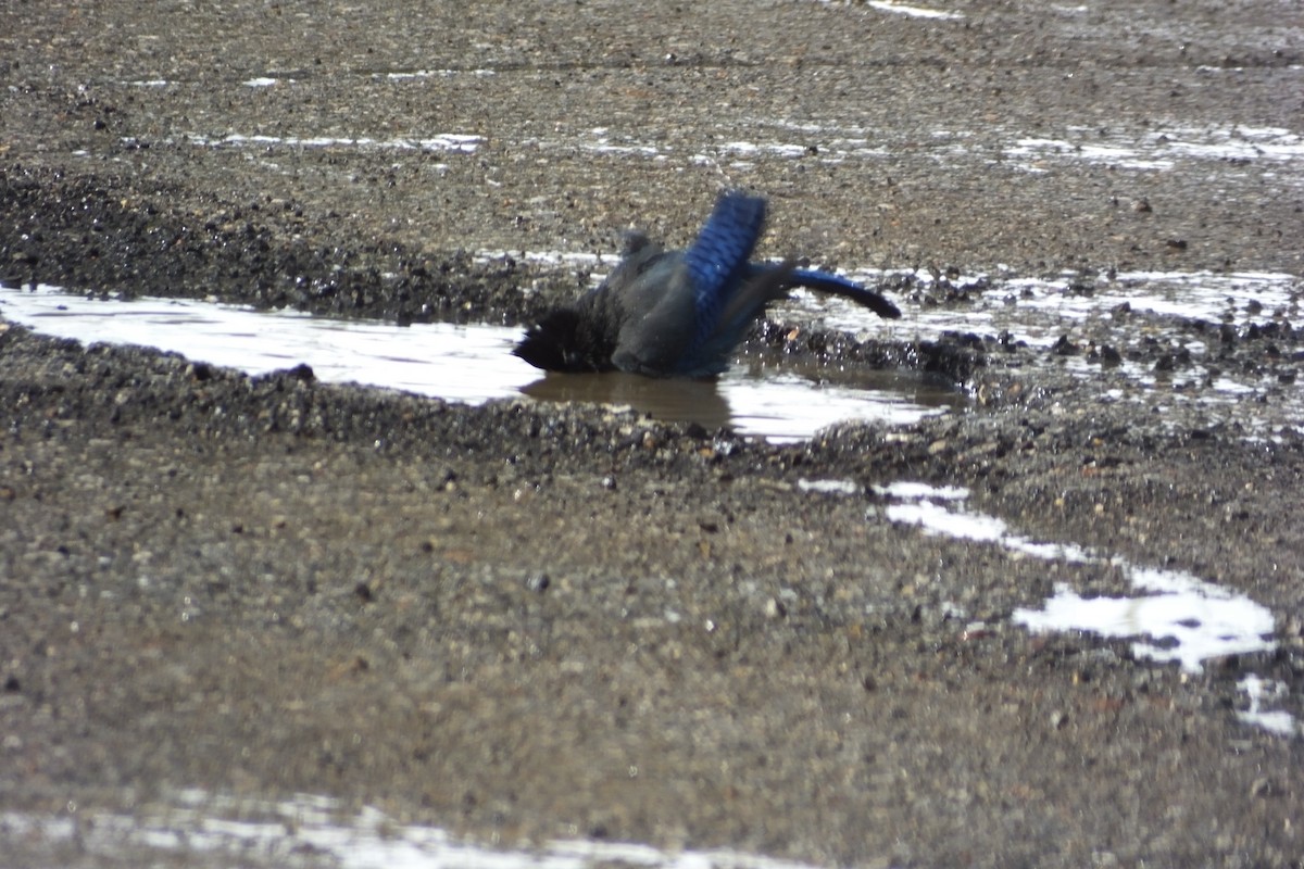 Steller's Jay - ML620691697