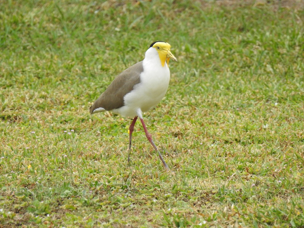 Masked Lapwing - ML620691701