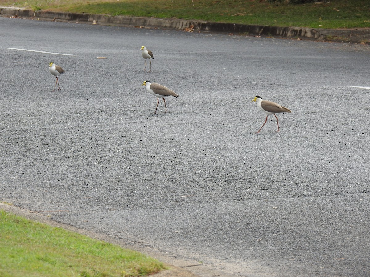 Masked Lapwing - ML620691704