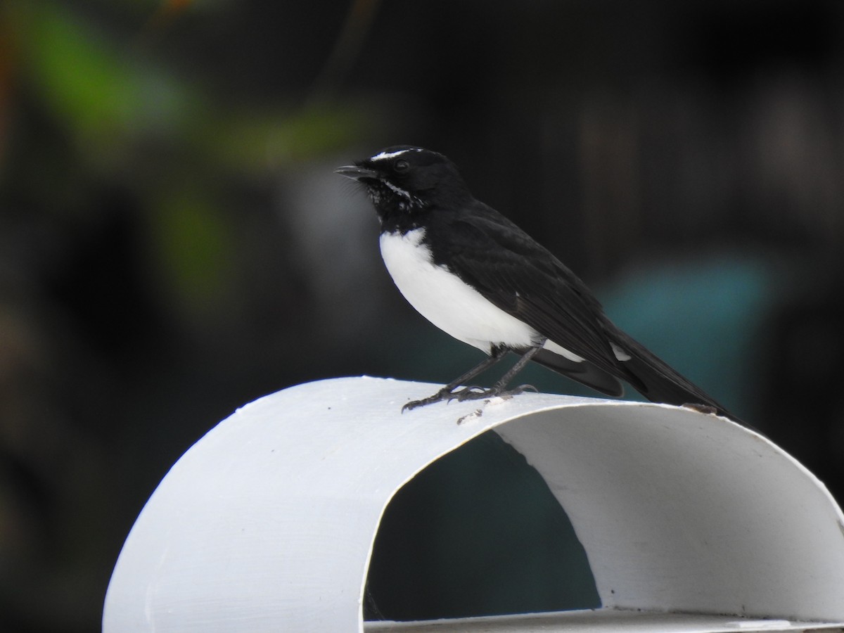 Willie-wagtail - ML620691710