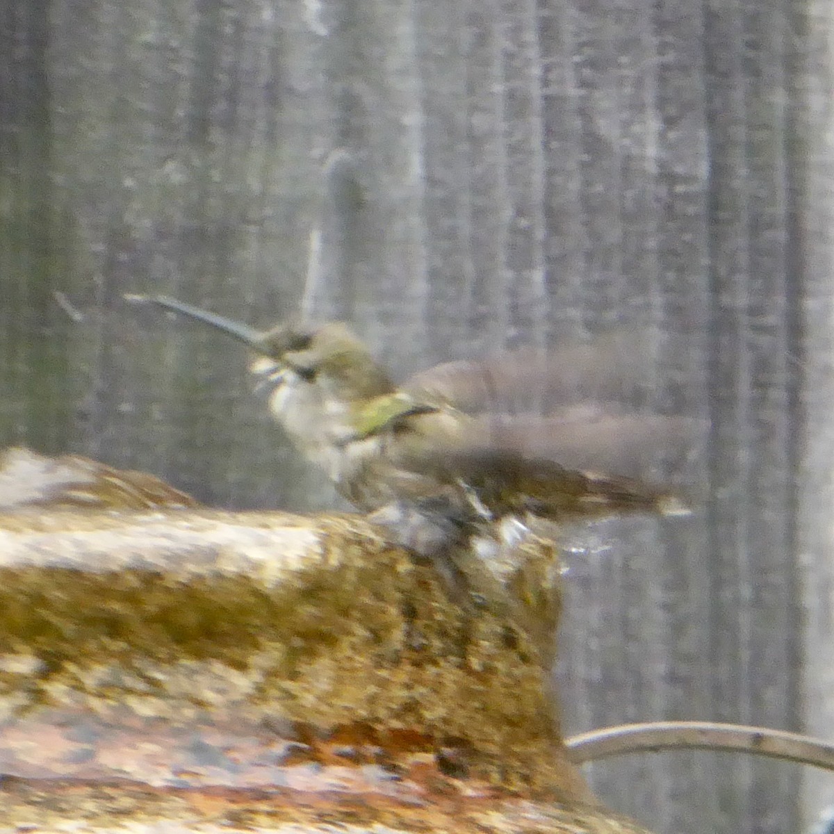 Anna's Hummingbird - ML620691711