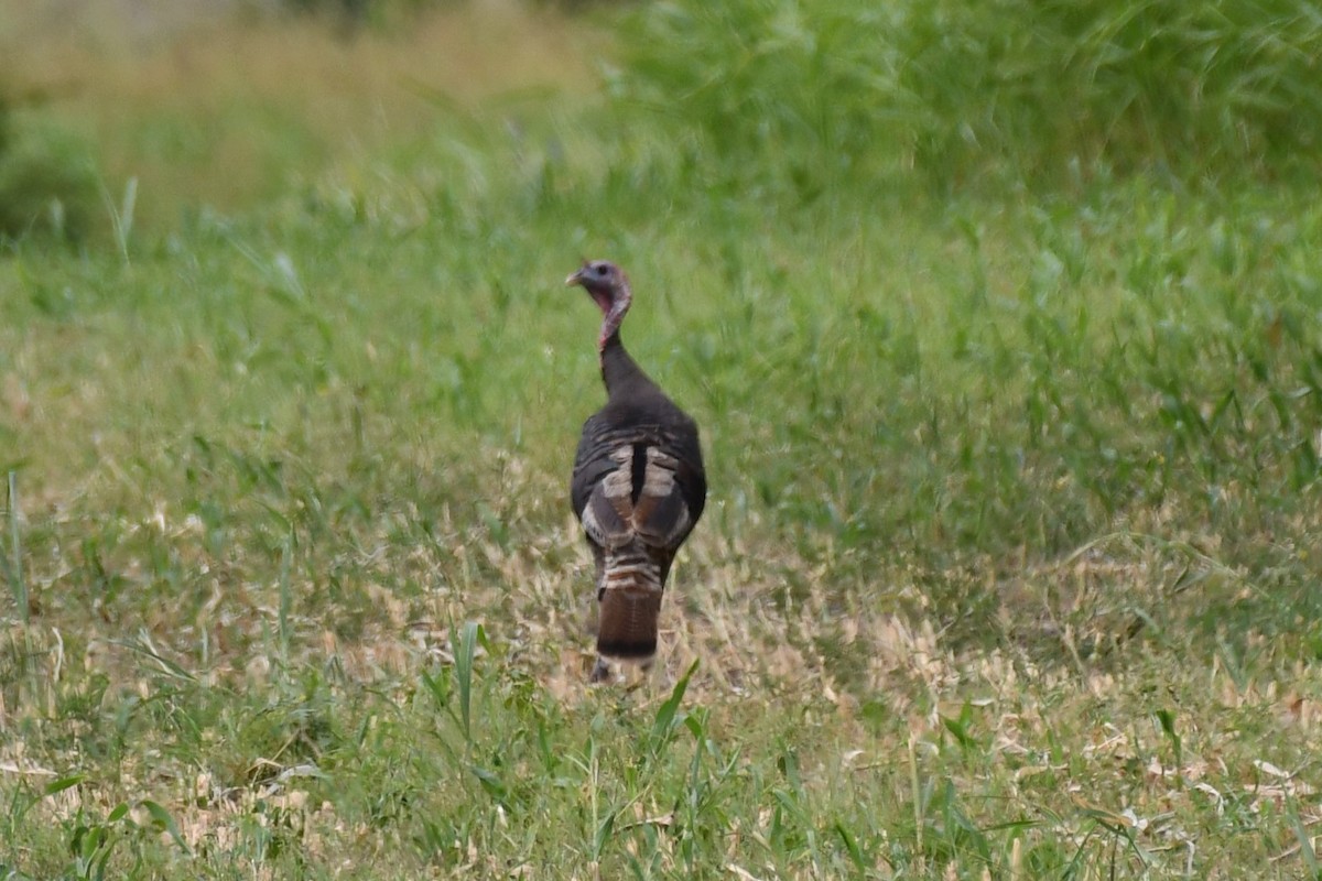 Wild Turkey - ML620691717