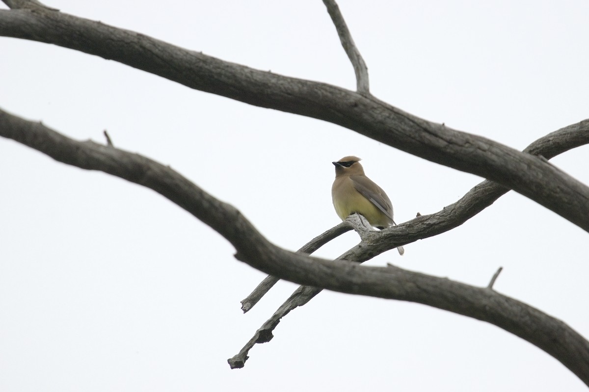 Cedar Waxwing - Chris Krahn