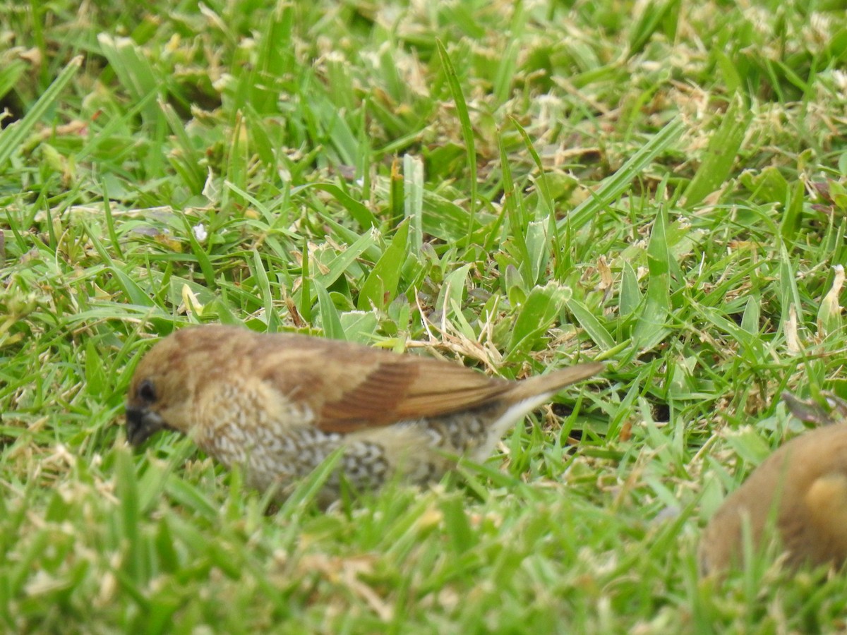 Scaly-breasted Munia - ML620691727