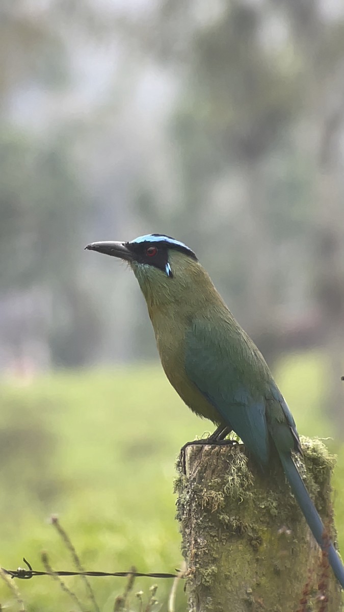 Andean Motmot - ML620691730