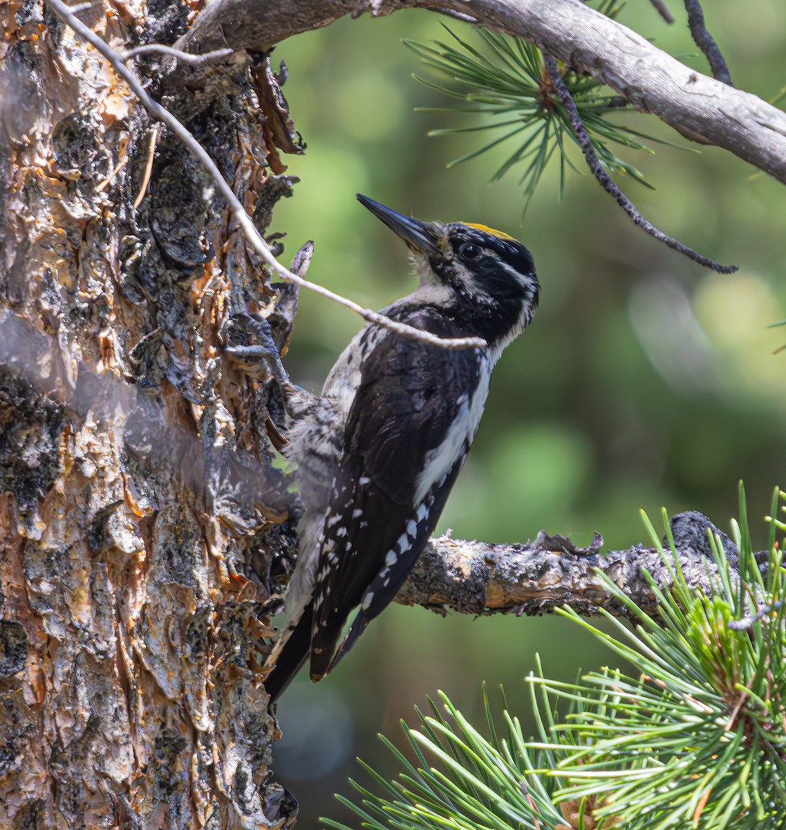 American Three-toed Woodpecker - ML620691734