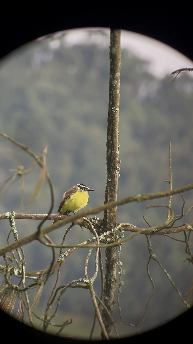 Great Kiskadee - ML620691736