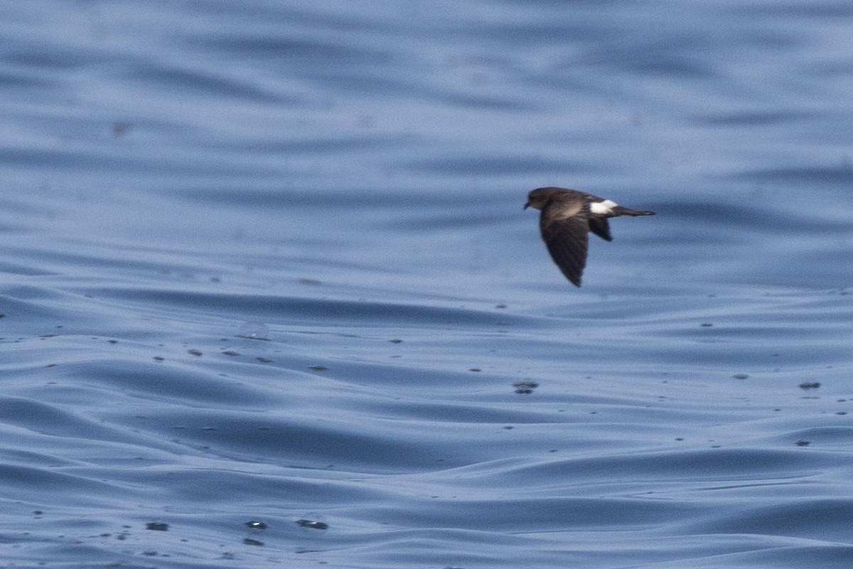 Elliot's Storm-Petrel - ML620691745