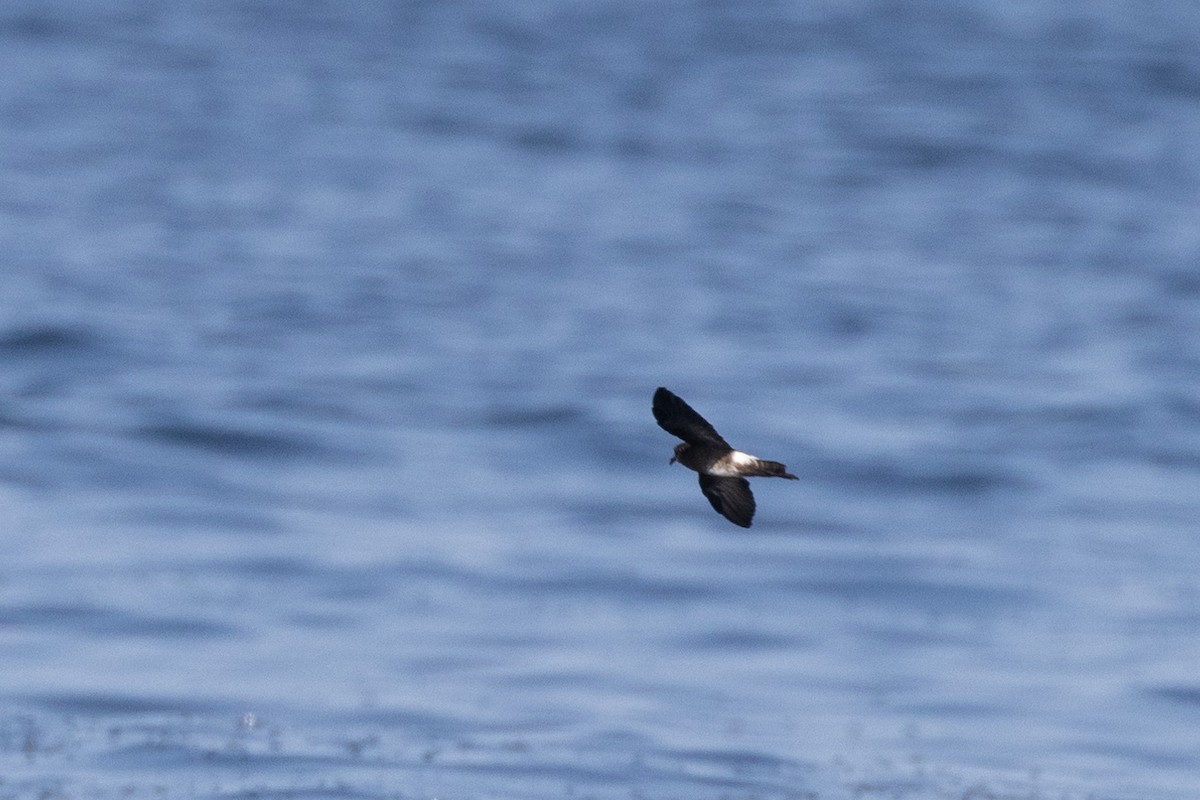 Elliot's Storm-Petrel - ML620691746